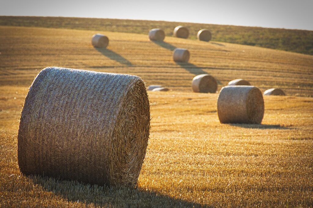 婚活で成婚率を何％目指すべきか？