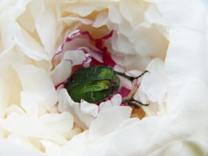 婚活成功の体験談から学ぶ秘訣とは？